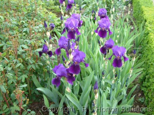 Iris Bearded Purple 3 